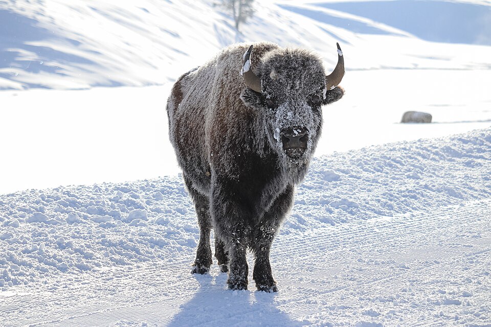 A frosted bison stands on a snow-edged road in Hayden Valley, breath fogging in the cold morning air.
