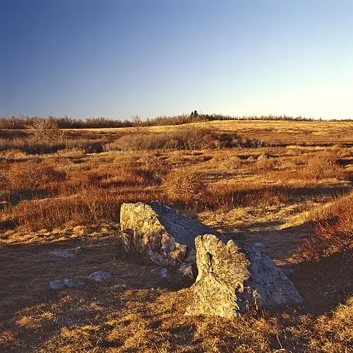 Big Meadows, where the seasonal wayside serves blackberry milkshakes and grab-and-go food (substitute image; no verified wayside building photo on Commons).