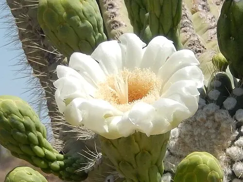 Cluster of white saguaro blossoms, a Tucson regional substitute image while a licensed El Charro Café photo is sourced.
