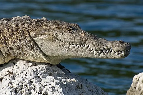 An American crocodile along the mangrove shoreline of Biscayne National Park.