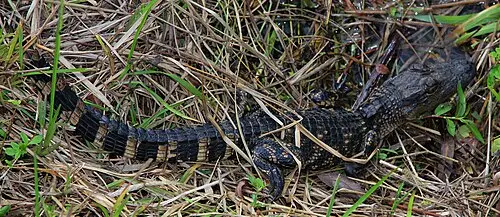 An American alligator resting beside the paved boardwalk of the Anhinga Trail at Royal Palm, Everglades National Park.