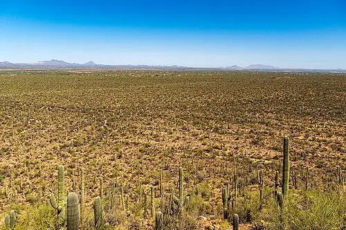 Saguaro-covered hillsides along the unpaved Bajada Loop Drive in the Tucson Mountain District.
