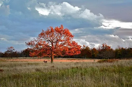Sunset alpenglow over the open grassland of Big Meadows at about mile 51 on Skyline Drive.