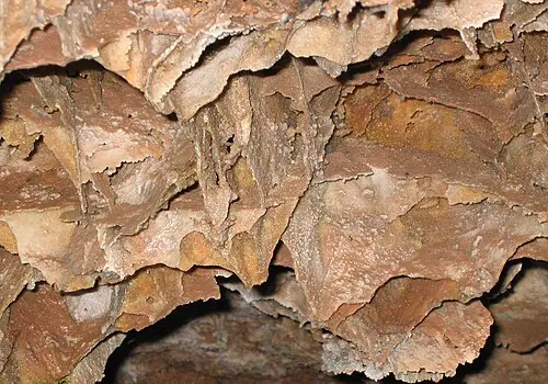 Reddish-brown calcite boxwork fins forming open-ended boxes across a cave ceiling in Wind Cave