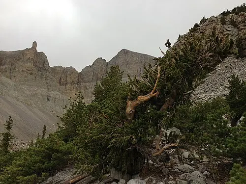 A weathered bristlecone pine with Wheeler Peak behind it, from the Glacier Trail in Great Basin National Park.