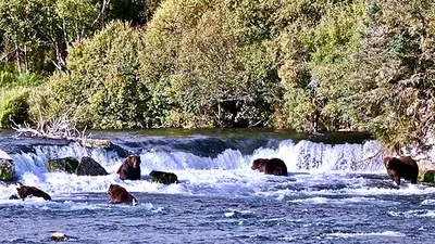 A brown bear stands at the lip of Brooks Falls as sockeye salmon leap up the cascade.