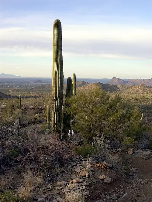Dense stand of saguaro cactus along the Cactus Forest Drive in the Rincon Mountain District east of Tucson.