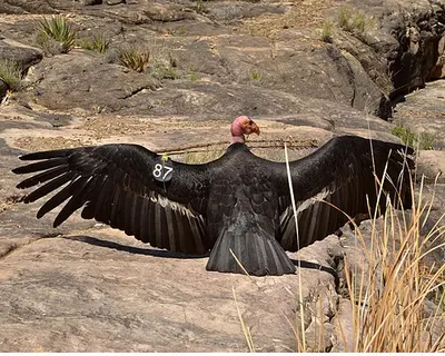A tagged California condor perched on canyon rock at Grand Canyon National Park.