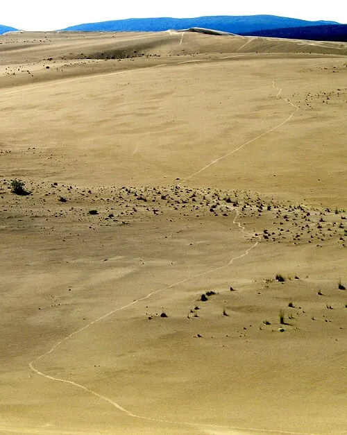 A line of caribou tracks crosses the Great Kobuk Sand Dunes during the Western Arctic Caribou Herd's twice-annual migration through the park.