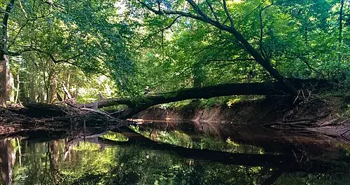 Tea-colored blackwater of Cedar Creek lined with cypress and tupelo trees in Congaree National Park.