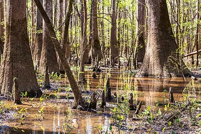 Tall bald cypress trunks rising in the old-growth canopy of Congaree National Park.