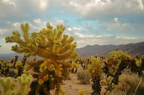 Dense stand of teddy-bear cholla cactus backlit by late-afternoon sun at the Cholla Cactus Garden.