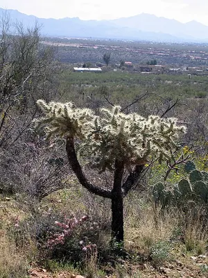 Backlit cholla cactus in the Rincon Mountain District of Saguaro National Park.
