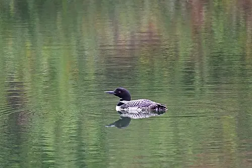 A common loon in breeding plumage on a northern Minnesota lake.