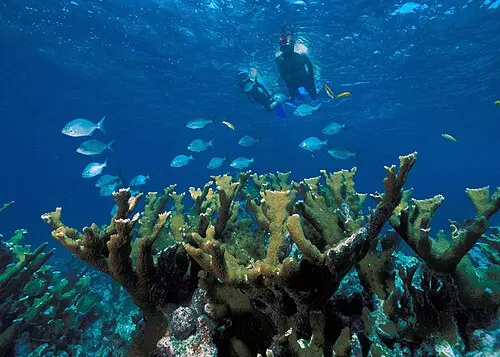 Elkhorn coral on a shallow reef in Biscayne National Park, the northernmost living coral reefs in the continental United States.
