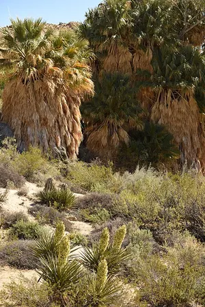 California fan palms cluster around the spring-fed Cottonwood Spring Oasis in the park's south end.