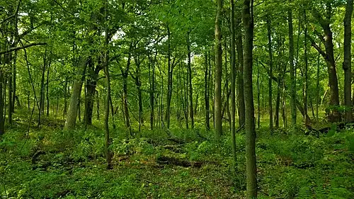 Forested wetland at Cowles Bog, a National Natural Landmark at Indiana Dunes National Park.
