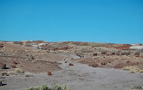 Colorful chunks of quartz-filled petrified wood scattered across the ground at Crystal Forest, Petrified Forest National Park.