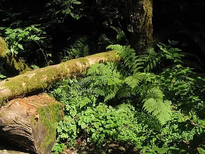 Fern-covered vertical walls of Fern Canyon in Prairie Creek Redwoods State Park, with the creek running along the canyon floor.