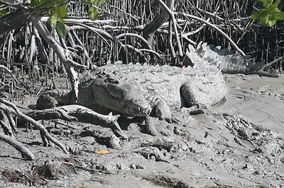 An American crocodile on the Florida Bay shore at Flamingo, Everglades National Park.