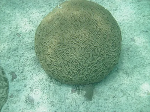 Round brain coral growing in the shallow reef community of the Dry Tortugas.