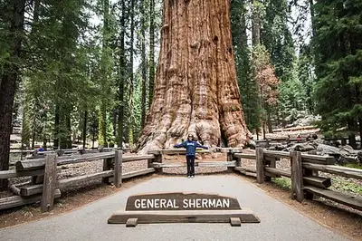 The General Sherman Tree, a massive giant sequoia, rising among smaller conifers in the Giant Forest of Sequoia National Park.