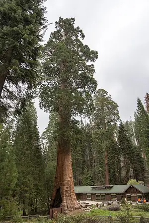 The Sentinel Tree giant sequoia standing at the Giant Forest Museum in Sequoia National Park.