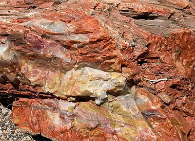Large fallen petrified log of mineralized rings near the Giant Logs trail behind Rainbow Forest Museum, Petrified Forest National Park.