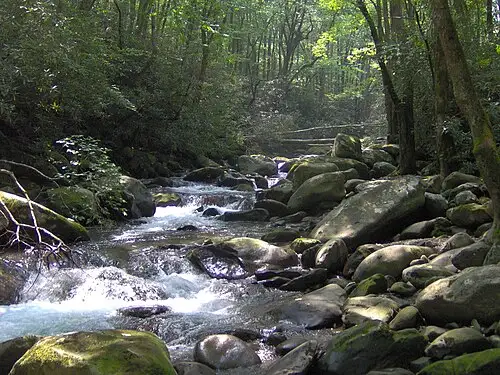 Porters Creek runs over a rocky bed in the Greenbrier section of the park, hemlocks and rhododendron banks on both sides.