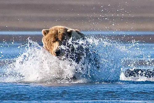 A brown bear grazing on a coastal sedge meadow at Hallo Bay on Katmai's Pacific coast.