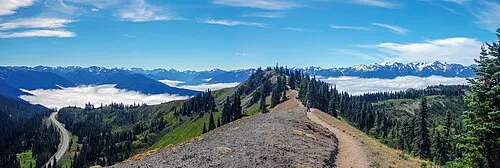 Subalpine meadow and the glaciated Olympic Mountains seen from Hurricane Ridge.
