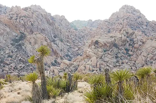 Boulder field at Rattlesnake Canyon next to Indian Cove campground on the park's north boundary.