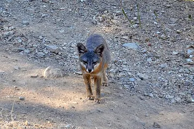 An island fox, the house-cat-sized canid endemic to the Channel Islands, looking toward the camera.