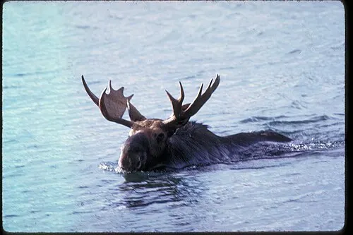 A bull moose swimming across Lake Superior water at Isle Royale, antlers and head above the surface.