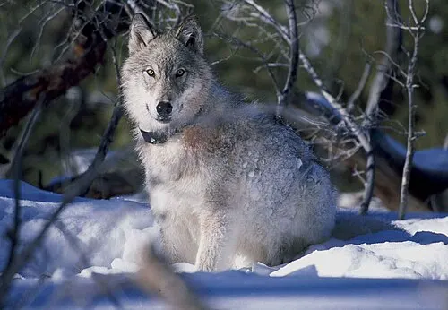 A radio-collared gray wolf standing on snow, a USFWS image used to illustrate the Isle Royale wolf research story, not photographed on the island.