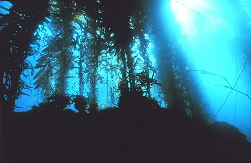Looking up through a giant kelp forest toward the surface in the Channel Islands National Marine Sanctuary.