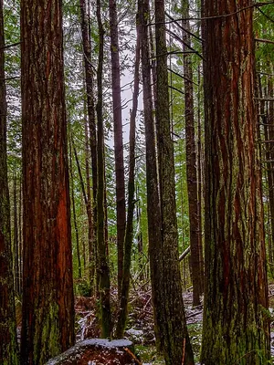 Old-growth coast redwoods in the Lady Bird Johnson Grove, with mist among the trunks along the loop trail.