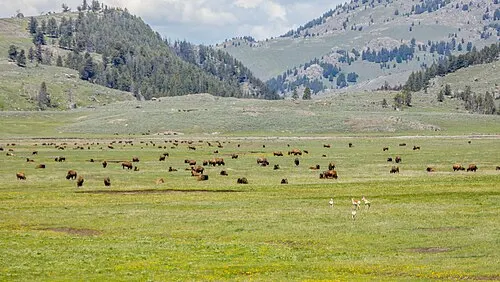 Bison and pronghorn grazing together on the open sagebrush flats of Lamar Valley.
