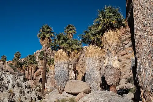 California fan palms at Lost Palms Oasis at the end of the 7.5-mile out-and-back from Cottonwood Spring.