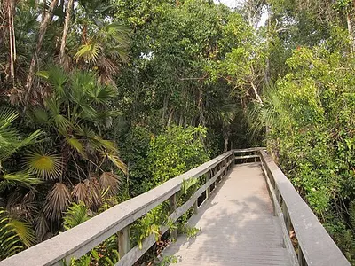 Dense tropical hardwood hammock canopy along the Mahogany Hammock Trail boardwalk, Everglades National Park.