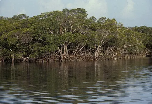 Red mangrove shoreline along the undeveloped mainland coast of Biscayne National Park.