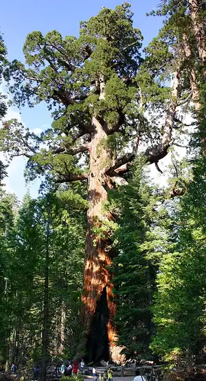 The Grizzly Giant, a giant sequoia roughly 3,000 years old, in the Mariposa Grove.