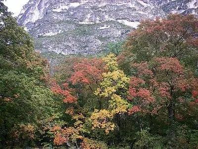 Red and orange autumn foliage along the spring-fed floor of McKittrick Canyon.