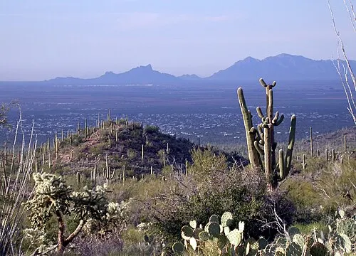 Large saguaros on a flat desert bench near the Mica View area of the Rincon Mountain District.