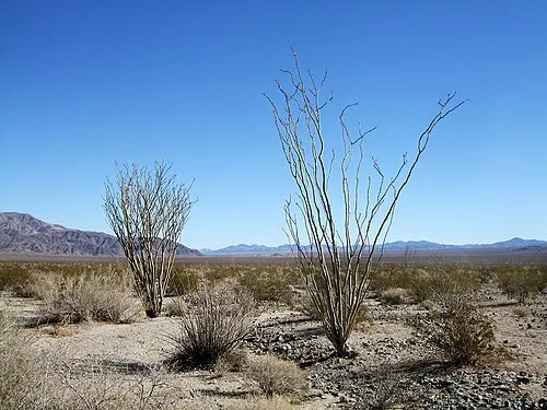 A dense stand of ocotillo on the Pinto Basin Road alluvial fan, spiny stems reaching upward over the desert floor.
