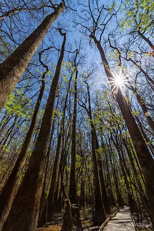 An elevated boardwalk leads through tall old-growth bottomland hardwood forest at Congaree National Park.