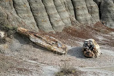 A weathered petrified wood log on the ground near the west boundary of the South Unit, Theodore Roosevelt National Park.
