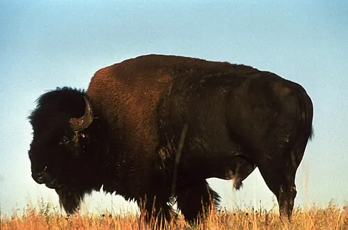 A bull bison standing on the mixed-grass prairie at Wind Cave at sunset