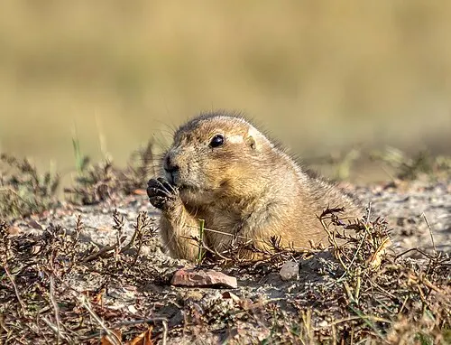 A black-tailed prairie dog standing upright at the edge of its burrow in a prairie-dog town along the South Unit Scenic Loop.