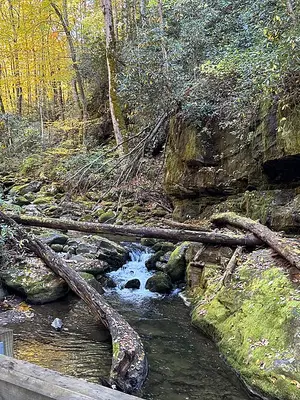A small stream runs alongside the Roaring Fork Motor Nature Trail among hardwoods budding in early spring.